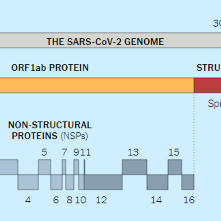 SARS-CoV-2 genome