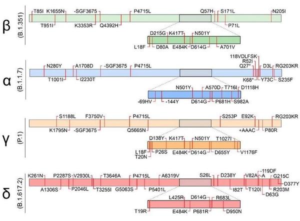 Gene map of common SARS-CoV-2 Variants, with Spike protein gene magnified