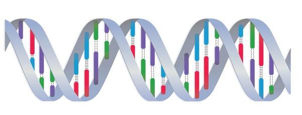 DNA ribbon