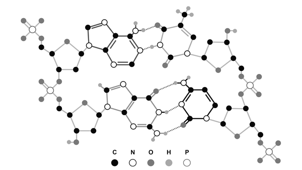 DNA structure