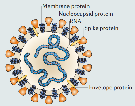 Glycoprotein