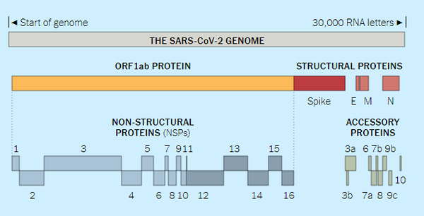 SARS-CoV-2 genome